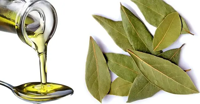 Laurel y Colesterol: Beneficios de Laurus nobilis para la Salud Cardiovascular